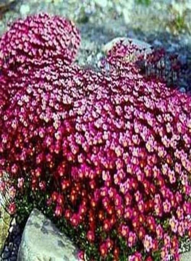GGOOT Saxifraga- Purple Robe - 100 Seeds - - Image 1