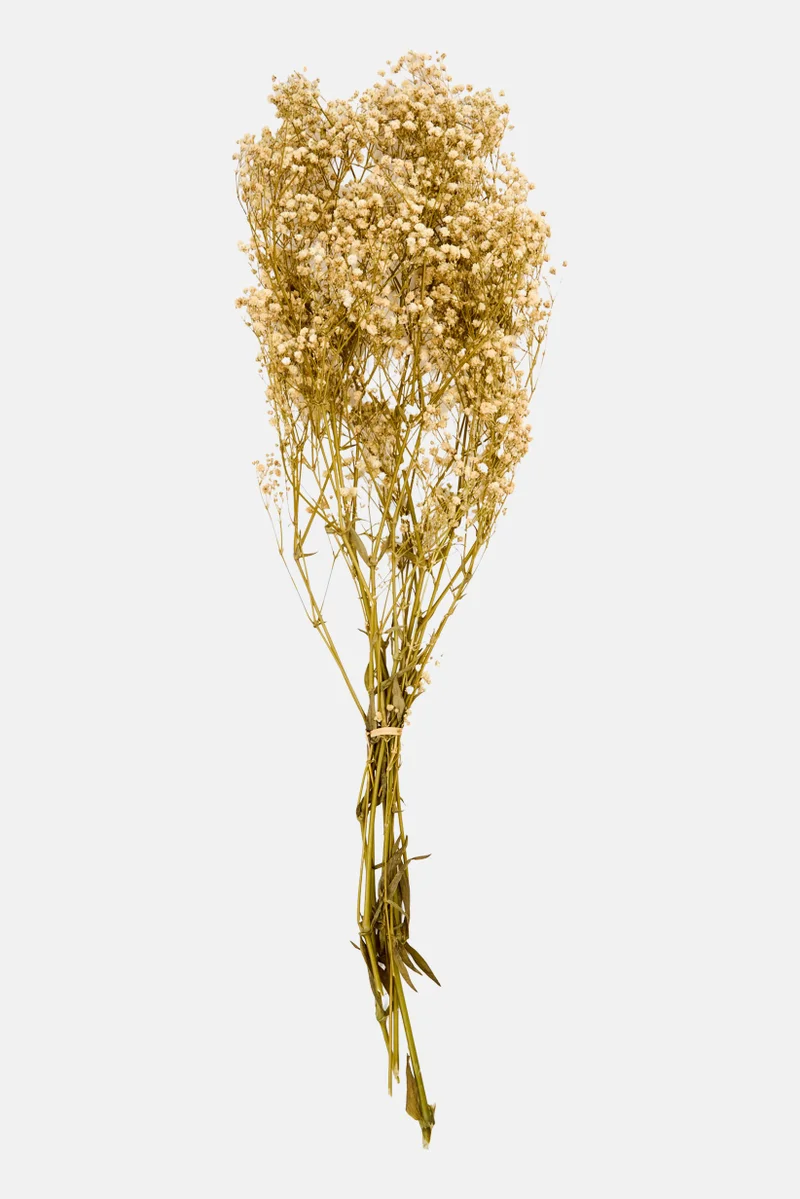 موي موتشو Dried Preserved Paniculata Flower 60 cm, Assorted