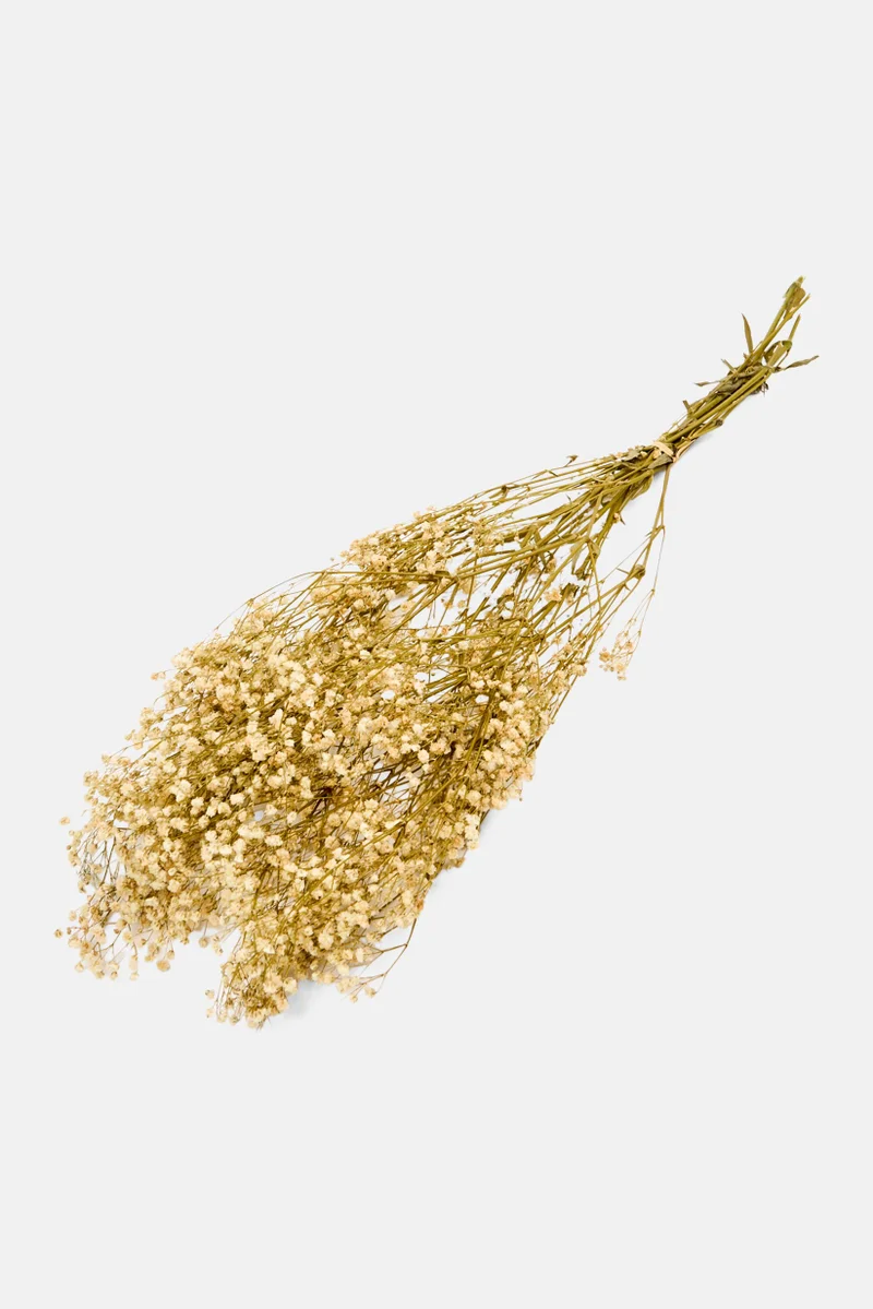 Muy Mucho Dried Preserved Paniculata Flower 60 cm, Assorted