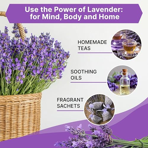Organo Republic English Lavender Seeds Pack 2.50G - Over 2200 Non-GMO Heirloom Lavender Seeds for Planting Herbs in Individual Seed Packet, Herbs Seeds for Planting Home Garden Indoor & Outdoor Gardening - Image 3