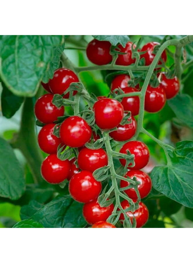 BIOCARVE SEEDS cherry tomato seeds - Image 3