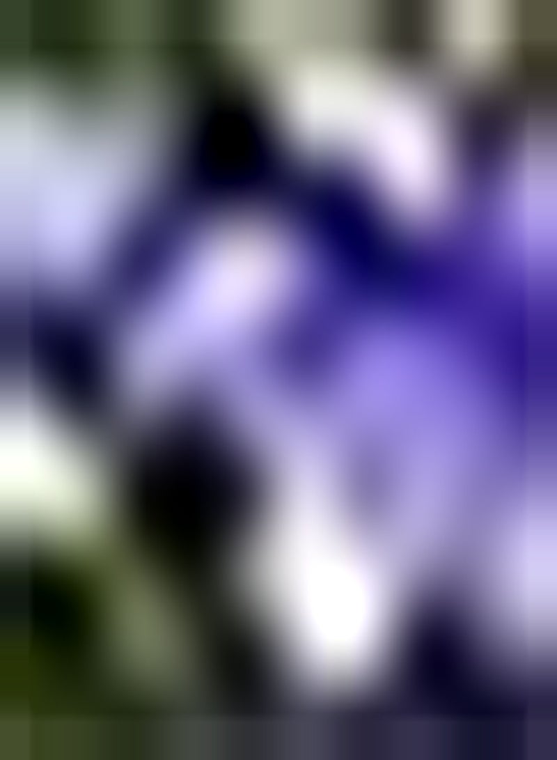 GGOOT 500pcs Purple Platycodon Grandiflorus Seeds Attracting Butterflies Bees Add Color to Your Garden Stop and Admire Good Choice for Planting DIY Garden Craft Art Decoration - Image 1