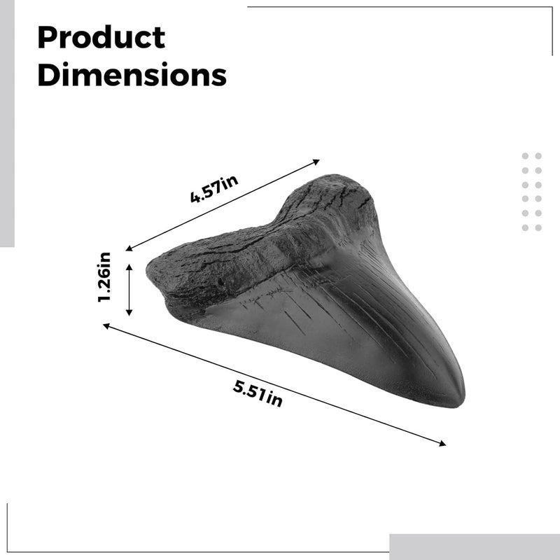 Megalodon Resin Tooth Replica, Vintage Black, Heart Shaped, Detailed Texture, Lovers Collectible Gift, 4.56 In X 5.51 In (11.6 Cm X 14 Cm) - Image 1