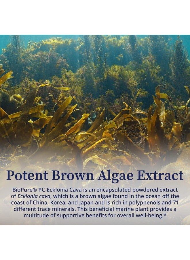 BioPure BioPure PC-Ecklonia Cava - Potent Brown Algae Botanical Extract Rich in Polyphenols and 71 Trace Minerals That Support Neurological Function, Circulation, and Overall Wellness - 75 Vegetable Capsules  - Image 4