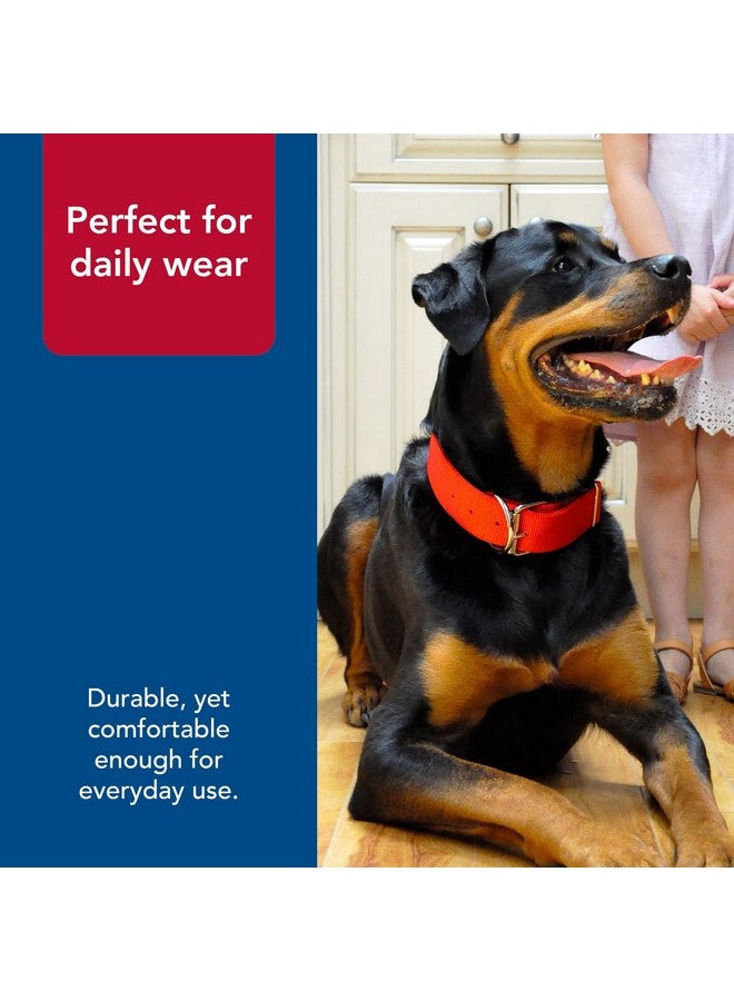 كوستال طوق كلب مزدوج الطبقات من Coastal Pet Macho Dog مع مشبك أسطواني - طوق كلب مريح ومتين - طوق كلب شديد التحمل - أسود، 20 بوصة - Image 3