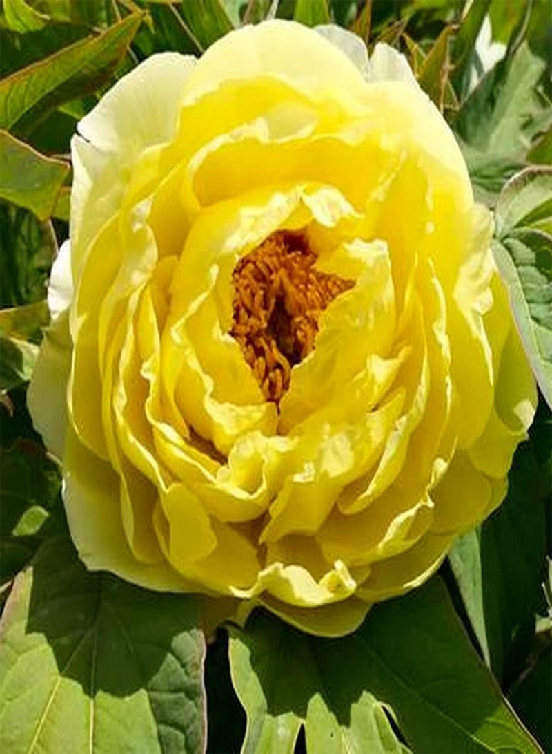 GGOOT 2pcs Peony seeds Grow Your Own Personalised Light Yellow Flowers Suitable for Decorating Embellishing Courtyard Balconies - Image 1