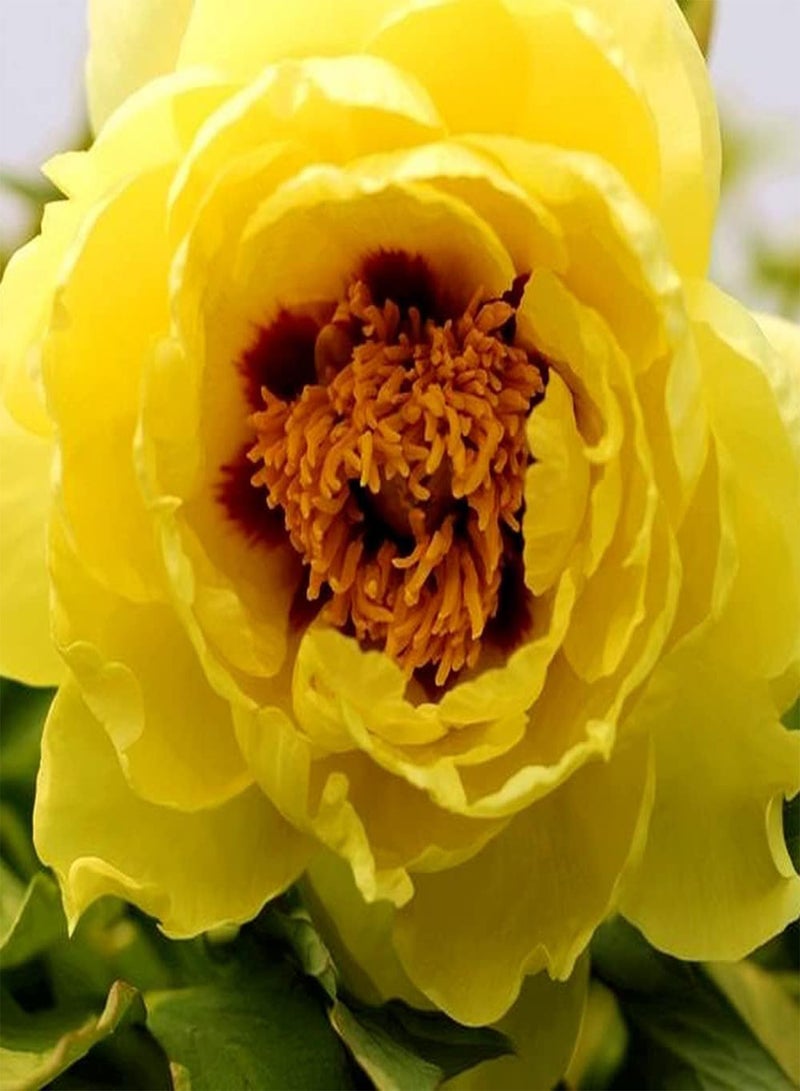 GGOOT 2pcs Peony seeds Grow Your Own Personalised Light Yellow Flowers Suitable for Decorating Embellishing Courtyard Balconies - Image 2