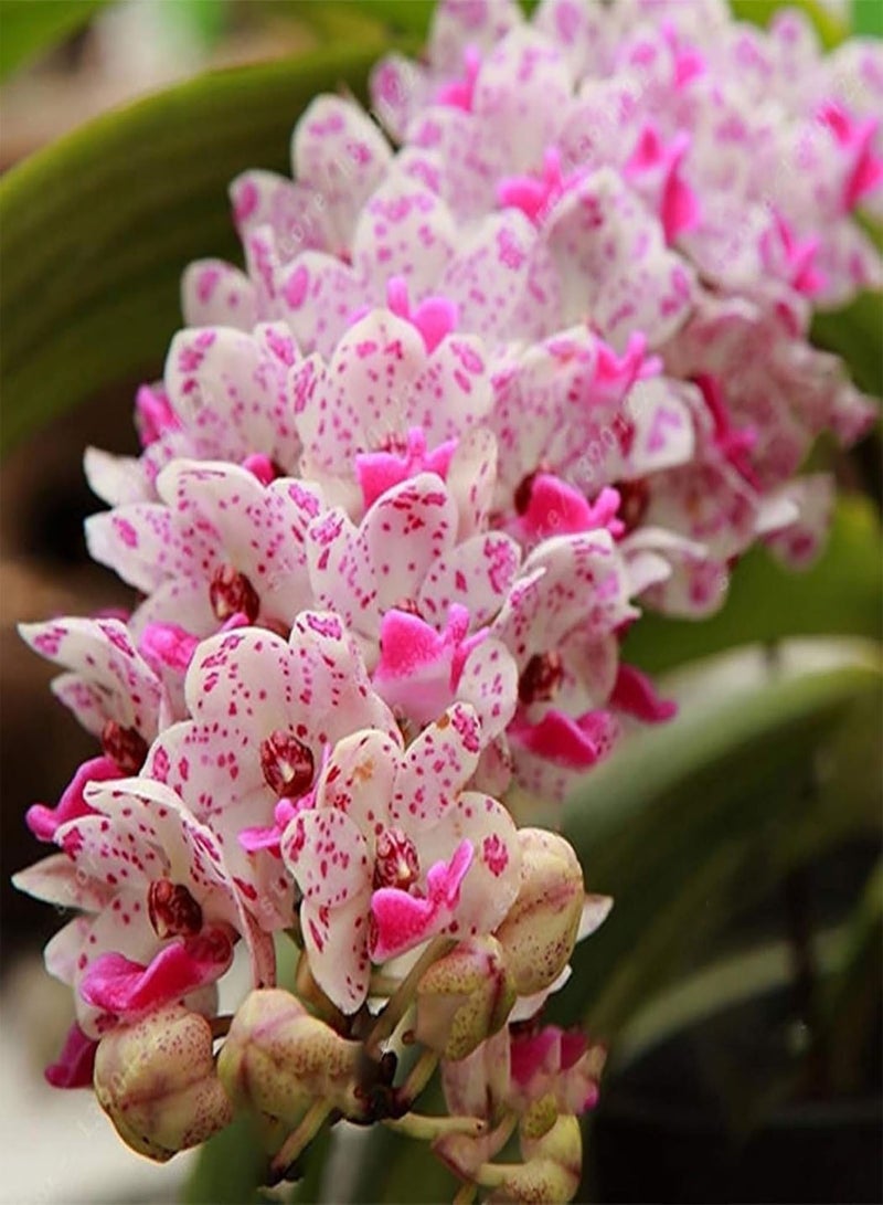 GGOOT 100Pcs Premium Flower Seeds, Phalaenopsis Seeds Aromatic Cymbidium Plants Perennial Orchid Flower Seedlings for Office Blue - Image 3