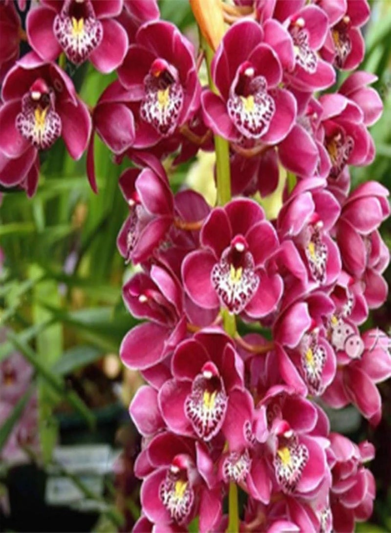 GGOOT 100Pcs Premium Flower Seeds, Phalaenopsis Seeds Aromatic Cymbidium Plants Perennial Orchid Flower Seedlings for Office Blue - Image 5