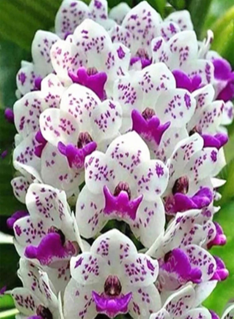GGOOT 100Pcs Premium Flower Seeds, Phalaenopsis Seeds Aromatic Cymbidium Plants Perennial Orchid Flower Seedlings for Office Blue - Image 2