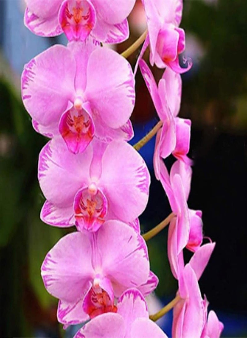 GGOOT 100Pcs Premium Flower Seeds, Phalaenopsis Seeds Aromatic Cymbidium Plants Perennial Orchid Flower Seedlings for Office Blue - Image 4