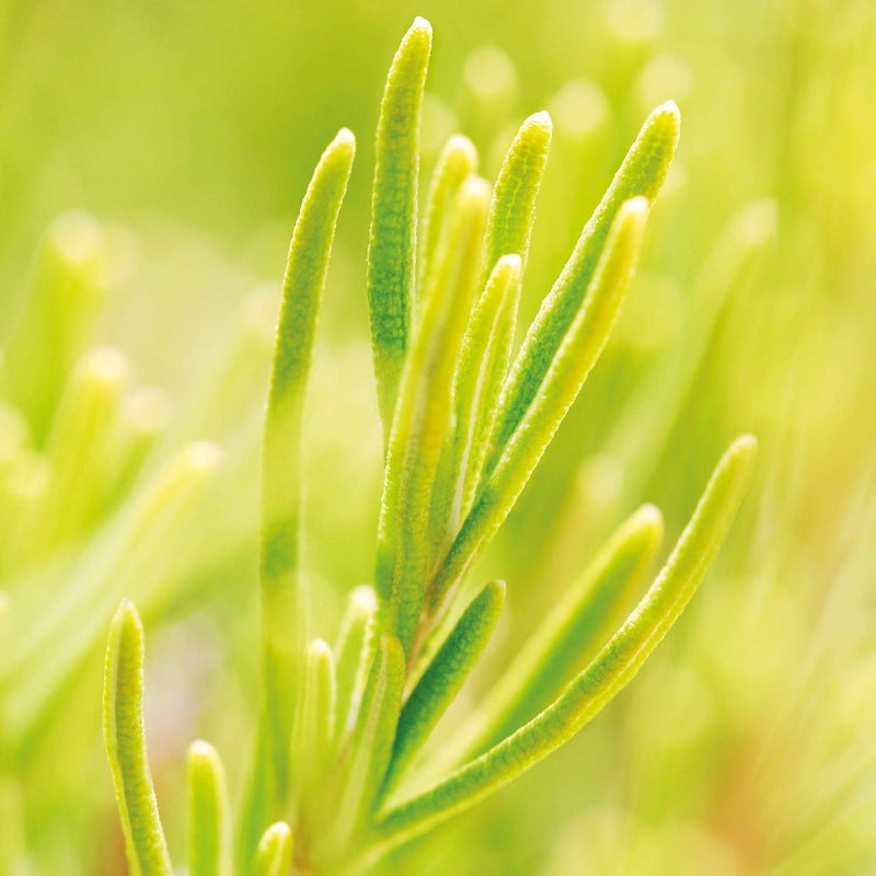 Weleda Weleda rosemary revitalising hair tonic 100ml - Image 3