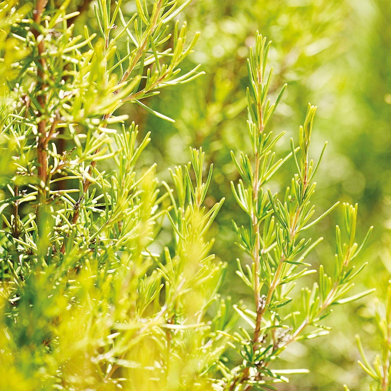 Weleda Weleda rosemary revitalising hair tonic 100ml - Image 2