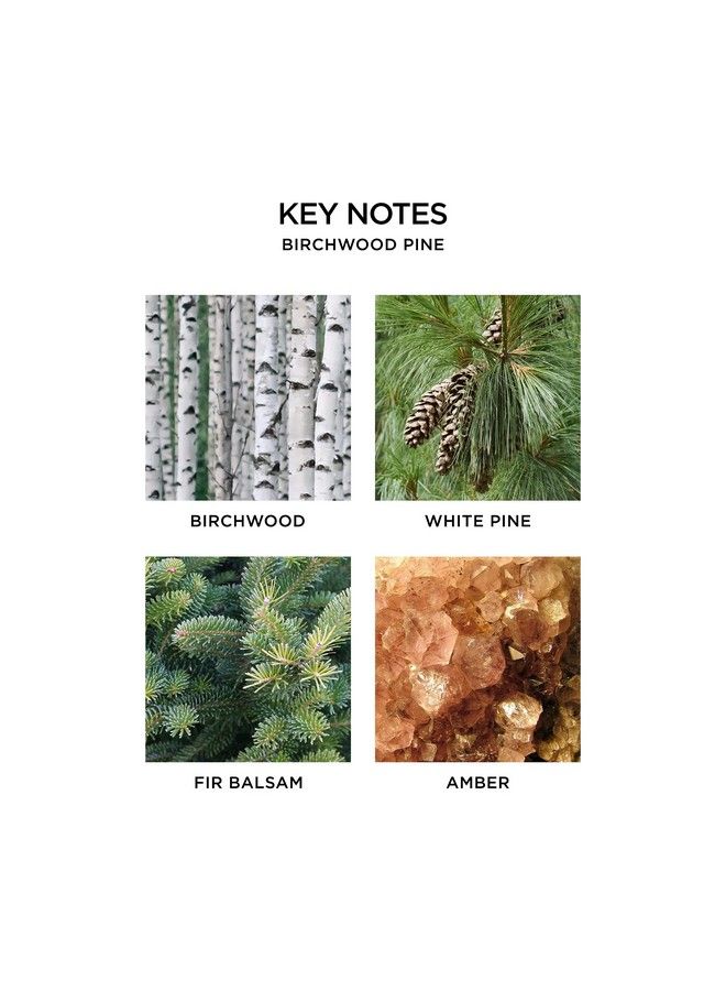 NEST FRAGRANCES Birchwood Pine Liquid Hand Soap 10 Fl Oz - Image 4