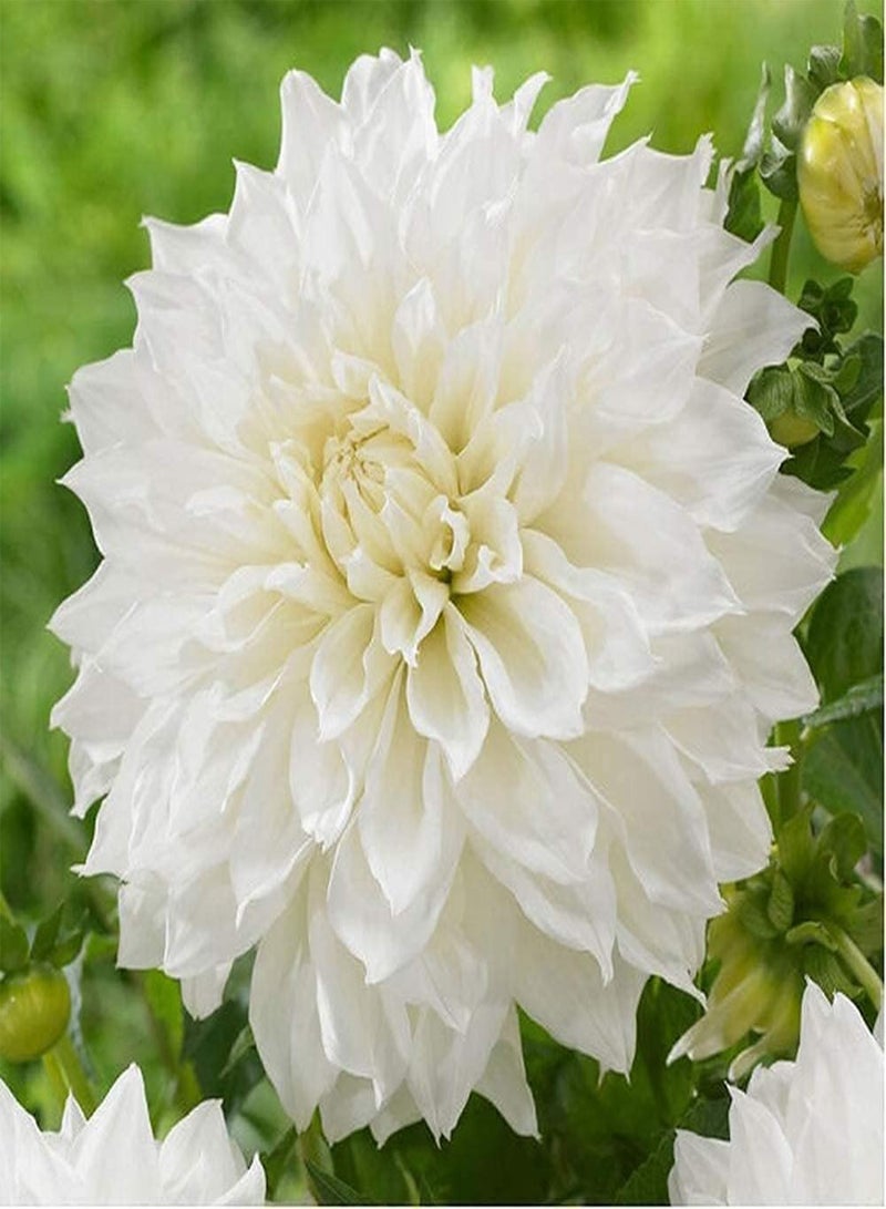 جي جوت 5 قطع من بذور الداليا سهلة الزراعة، درنات معمرة، زهرة تراثية للزراعة في الدفيئة على مدار العام، أصناف المدخل، ديكور الحديقة - Image 1