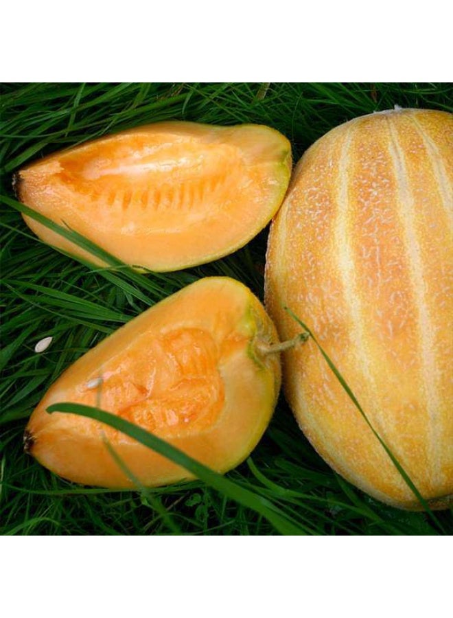 المسك البطيخ الهجين بذور الفاكهة ميثاس - Image 1