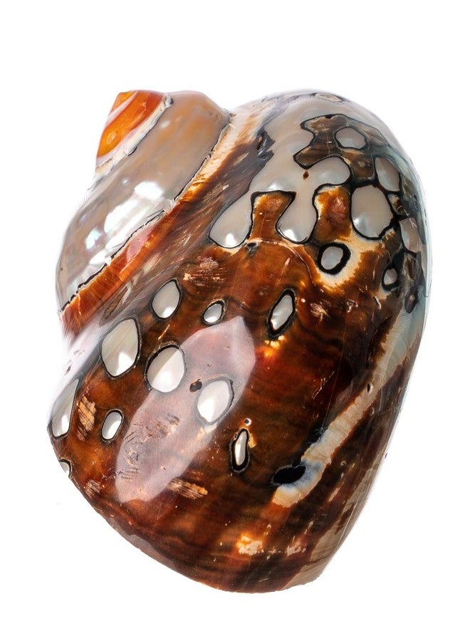 Nautical Crush Trading Hermit Crab Shells | Turbo Shells | African Sarmaticus Turbo Shell 3"-3.5" | Hermit Crab House for Décor | Plus Free Nautical eBook by Joseph Rains - Image 3