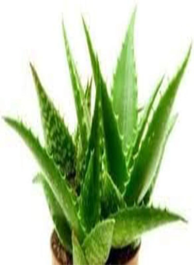 GGOOT 20 Cactus Aloe Plant Seeds Green. - Image 3