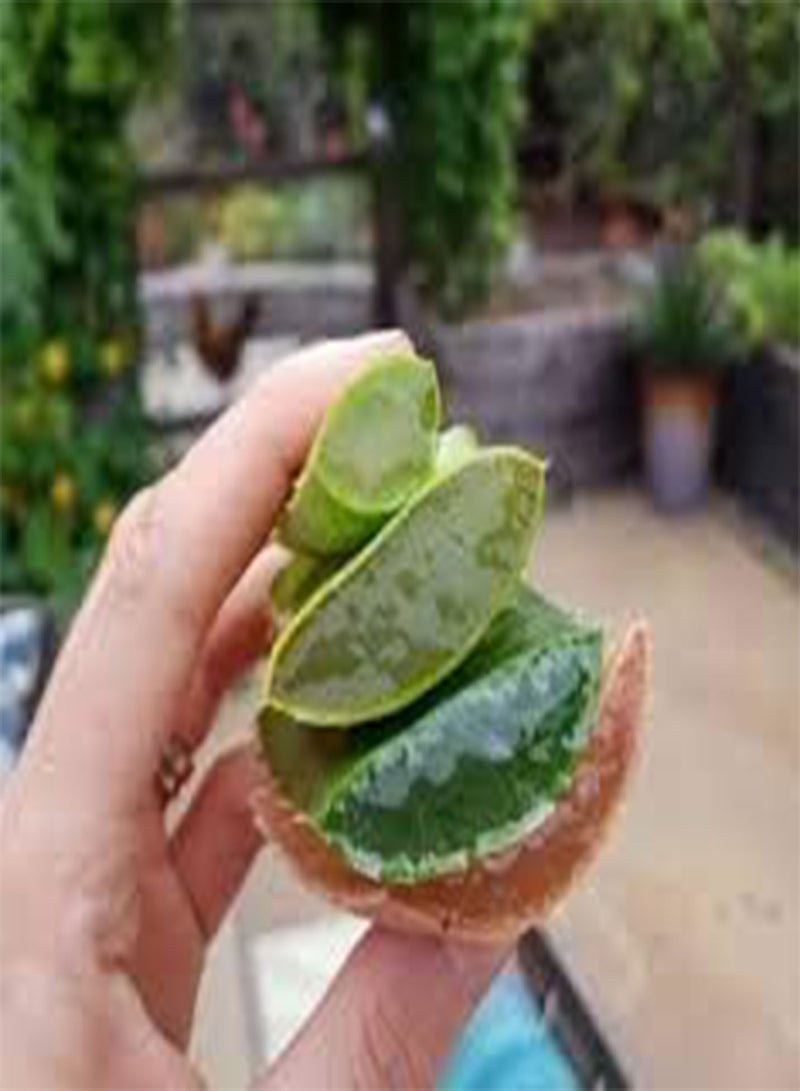 GGOOT 20 Cactus Aloe Plant Seeds Green. - Image 2