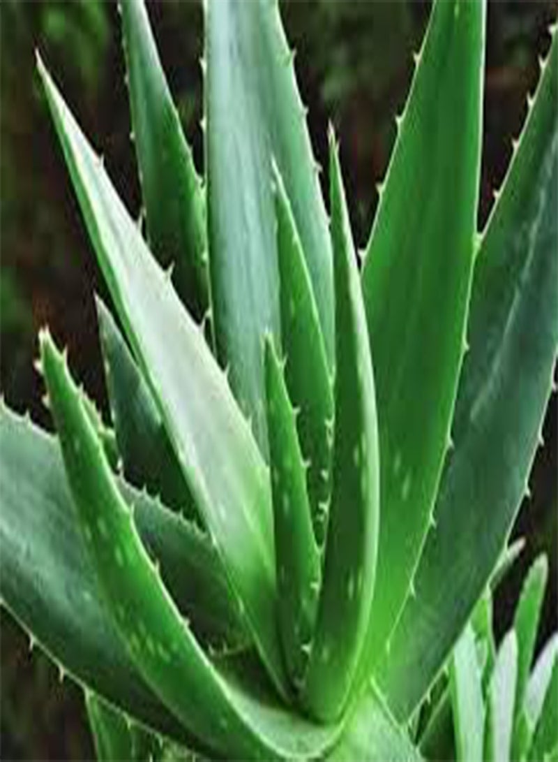 GGOOT 20 Cactus Aloe Plant Seeds Green. - Image 1