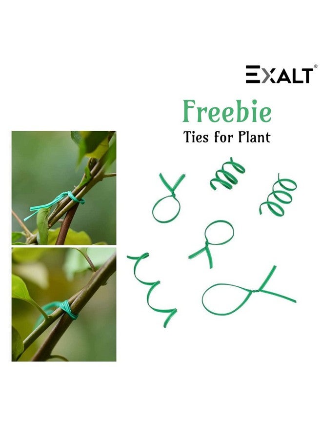 EXALT® 18 Inches Premium Plant Support Stakes, Sturdy Metal Construction for Strong and Healthy Plant Growth (Light Green - 5 pcs) - Image 5