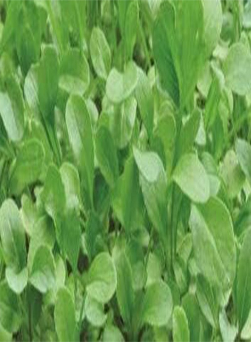 جي جوت بذور البروكلي الصغيرة المنبتة