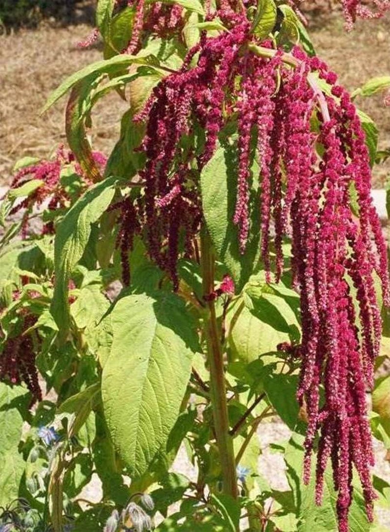 بذور Love Lies Bleeding Heirloom 48K (PKD)