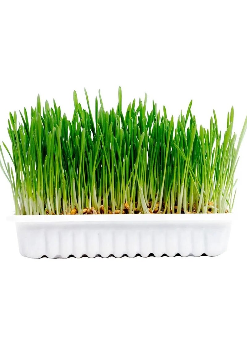 Duvo Cat Grass Kit - 70g - 17,5x13x3cm 5414365366766 - Image 3