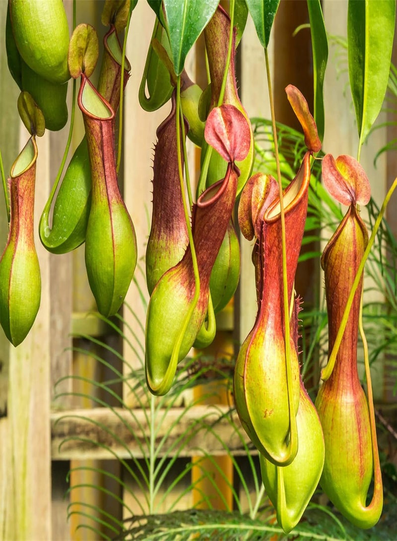 GGOOT 400Pcs/Bag Fast Growing Nepenthes Seeds Carnivorous Gorgeous Bonsai Garden Pitcher Plant Seeds for Balcony Pitcher Plant Seeds - Image 1