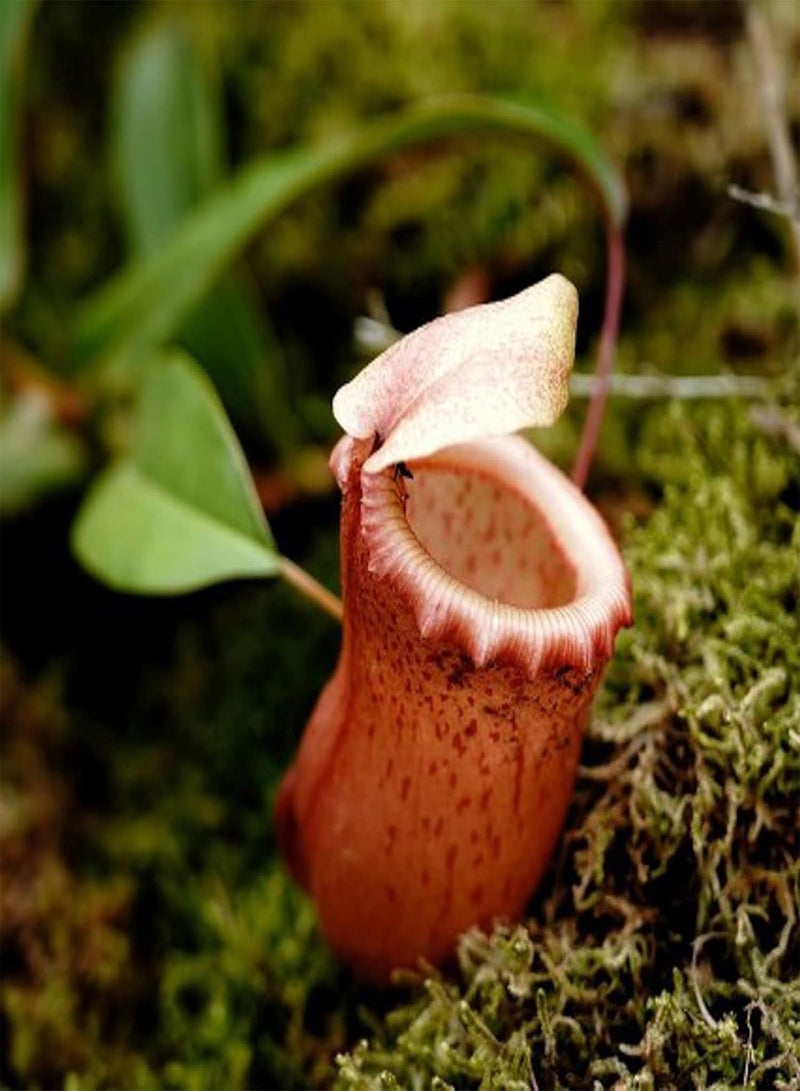 GGOOT 400Pcs/Bag Fast Growing Nepenthes Seeds Carnivorous Gorgeous Bonsai Garden Pitcher Plant Seeds for Balcony Pitcher Plant Seeds - Image 5