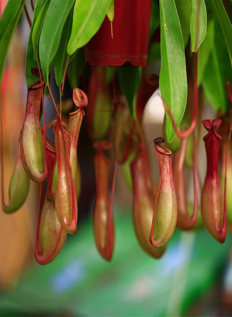 GGOOT 400Pcs/Bag Fast Growing Nepenthes Seeds Carnivorous Gorgeous Bonsai Garden Pitcher Plant Seeds for Balcony Pitcher Plant Seeds - Image 3
