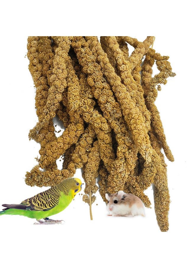 kathson Natural Sun-Dried Birds Millet Spray Millet Treat bird snacks for Parrots Cockatiels Lovebirds Painted Buntings and Finches Parakeets 1.1 LB - pzsku/Z573B4932ACBE1114AD56Z/45/_/1737031727/264f801e-d635-4dbc-a1a3-92ca363b372a