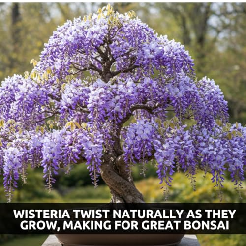 CZ Grain Weeping Wisteria Bonsai Tree Seeds for Planting – 10 Seeds | Cascading Purple Blooms | Outdoor Flowering Bonsai | Fast-Growing Vine Tree for Pots, Patios & Gardens - Image 4