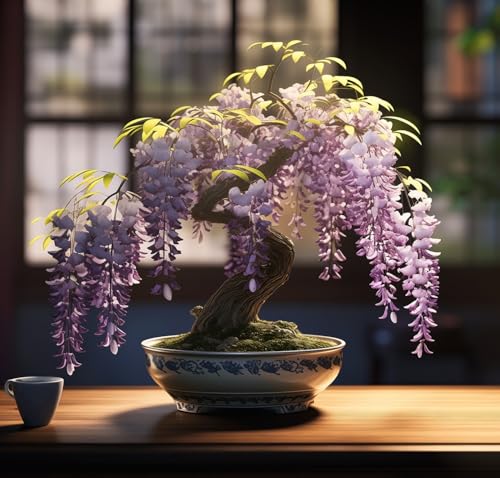 CZ Grain Weeping Wisteria Bonsai Tree Seeds for Planting – 10 Seeds | Cascading Purple Blooms | Outdoor Flowering Bonsai | Fast-Growing Vine Tree for Pots, Patios & Gardens - Image 1
