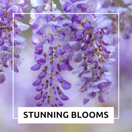 CZ Grain Weeping Wisteria Bonsai Tree Seeds for Planting – 10 Seeds | Cascading Purple Blooms | Outdoor Flowering Bonsai | Fast-Growing Vine Tree for Pots, Patios & Gardens - Image 5