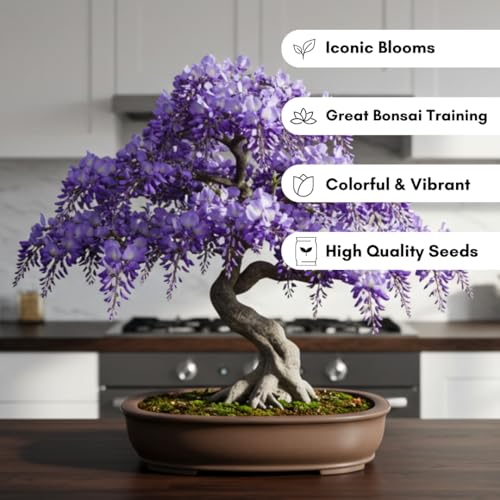 CZ Grain Weeping Wisteria Bonsai Tree Seeds for Planting – 10 Seeds | Cascading Purple Blooms | Outdoor Flowering Bonsai | Fast-Growing Vine Tree for Pots, Patios & Gardens - Image 2