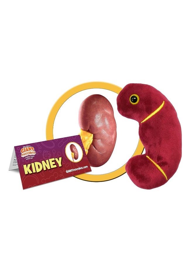Giant Microbes - Giantmicrobes Kidney Plush Kidney Stuffed Animal Kidney Transplant Gifts Kidney Donor Gifts Kidney Pillow Urology Gifts Nephrology Gifts Dialysis Nurse Gifts Gifts For Urologist Kidney Toy - Image 1