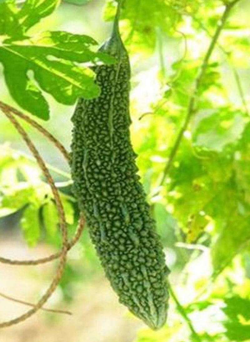 GGOOT 100pcs Bitter Gourd Seeds Prolific Heirloom Vine Vegetable Yellow Flowers Pleasant Aroma  - Image 2