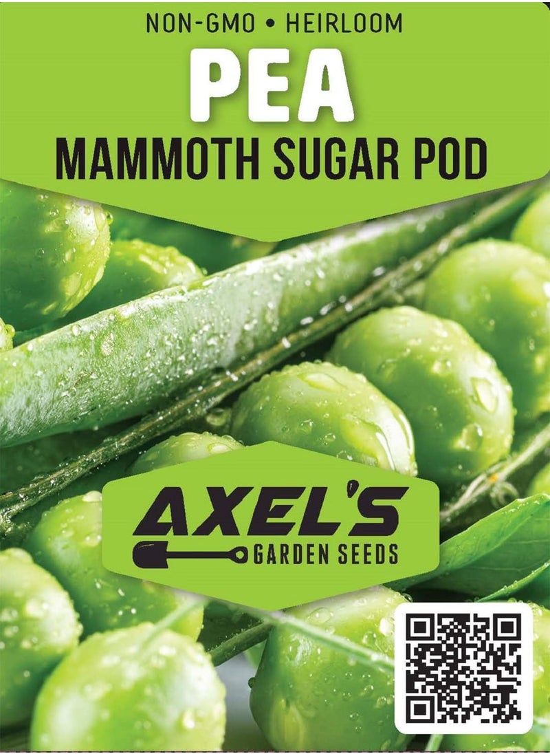 GGOOT Bulk Pea Seeds for Planting - Grow Mammoth Snow Melting Sugar Pod Peas in Home Outdoor Garden - Non-GMO Heirloom with Instructions to Plant a Home Vegetable Garden (4 Ounces)  - Image 2