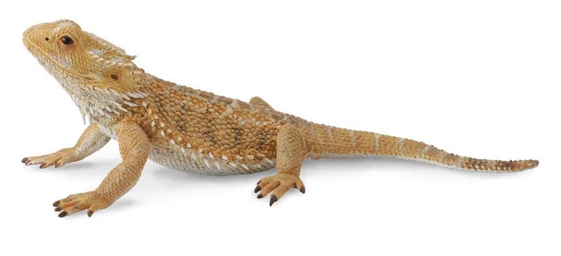 CollectA Bearded Dragon Lizard Toy Figure - Authentic Hand Painted Model , Tan , 1.6 inch - Image 3