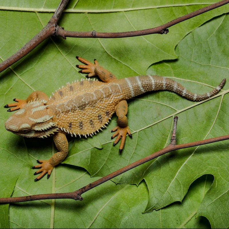 CollectA Bearded Dragon Lizard Toy Figure - Authentic Hand Painted Model , Tan , 1.6 inch - Image 2