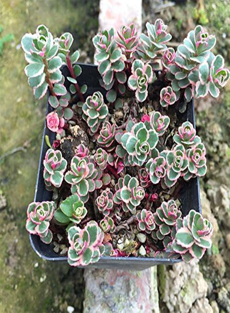 GGOOT 100Pcs/Bag Lotus Succulents Seeds Mixed Rose Lithops Phedimus Plants Flowers Seed  - Image 4