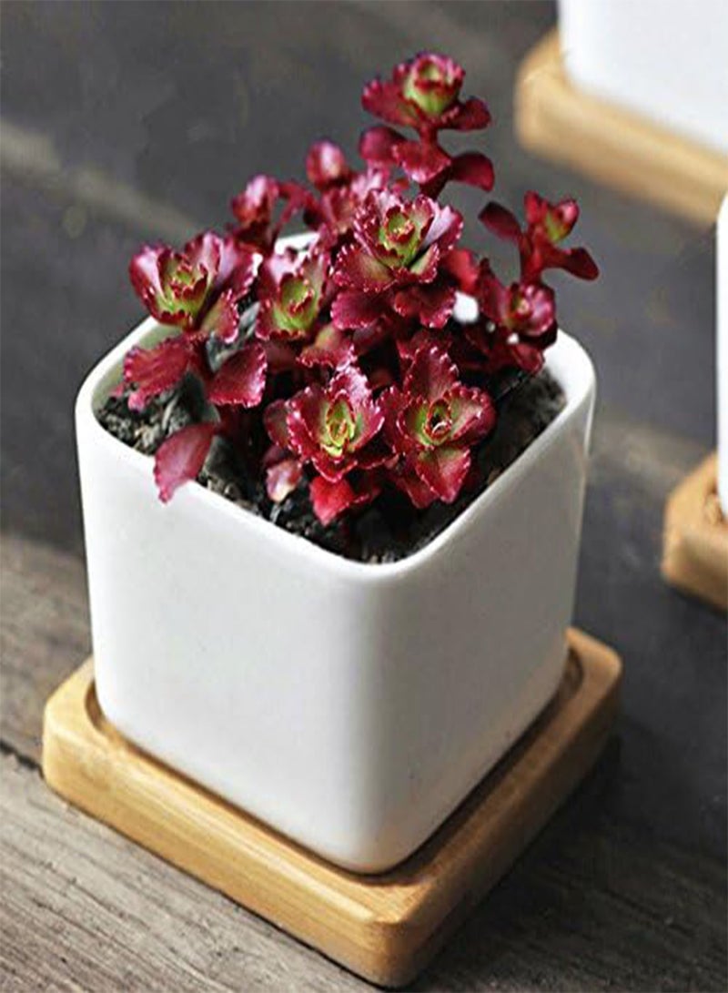 GGOOT 100Pcs/Bag Lotus Succulents Seeds Mixed Rose Lithops Phedimus Plants Flowers Seed  - Image 3