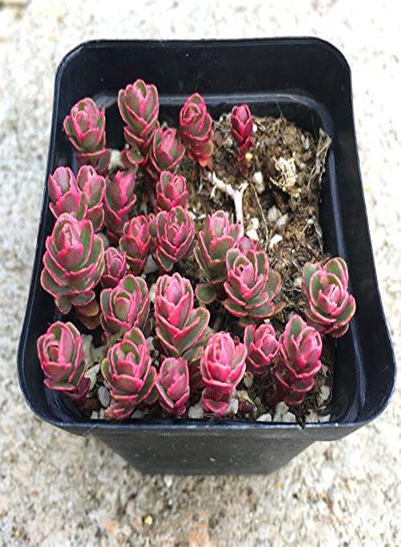 GGOOT 100Pcs/Bag Lotus Succulents Seeds Mixed Rose Lithops Phedimus Plants Flowers Seed  - Image 5