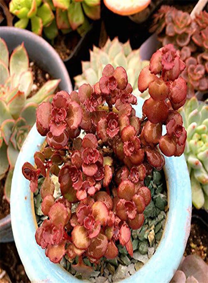 GGOOT 100Pcs/Bag Lotus Succulents Seeds Mixed Rose Lithops Phedimus Plants Flowers Seed  - Image 2