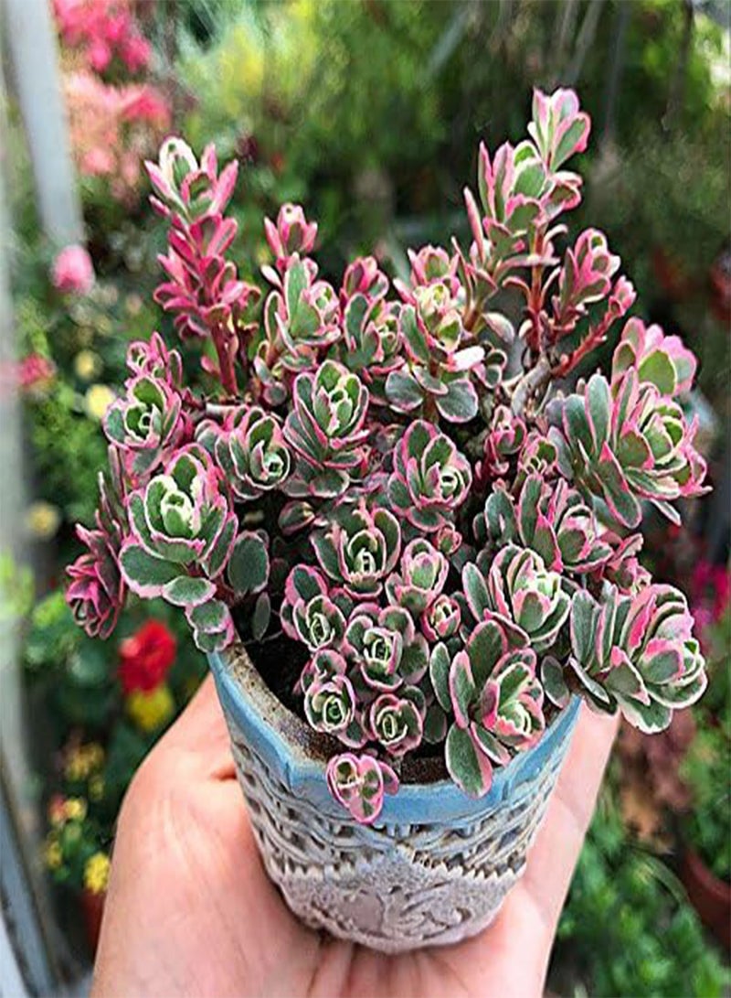 GGOOT 100Pcs/Bag Lotus Succulents Seeds Mixed Rose Lithops Phedimus Plants Flowers Seed  - Image 1