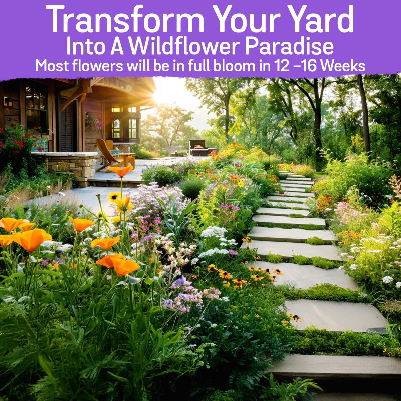 NatureZ Edge Wildflower Seeds, 1/2 lb, 340,000 Seed, 35 Variety Perennial & Annual Flower Seeds to Plant Outside, Bulk Wildflower Seed, Wild Flower, Semillas de Flores - Image 4