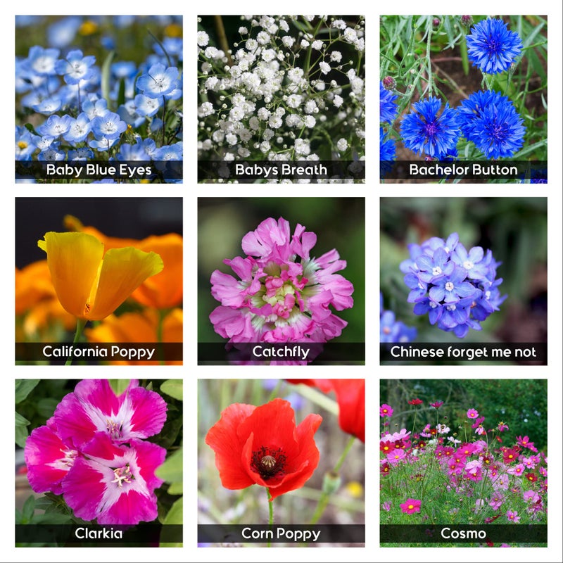 NatureZ Edge Wildflower Seeds, 1/2 lb, 340,000 Seed, 35 Variety Perennial & Annual Flower Seeds to Plant Outside, Bulk Wildflower Seed, Wild Flower, Semillas de Flores - Image 5