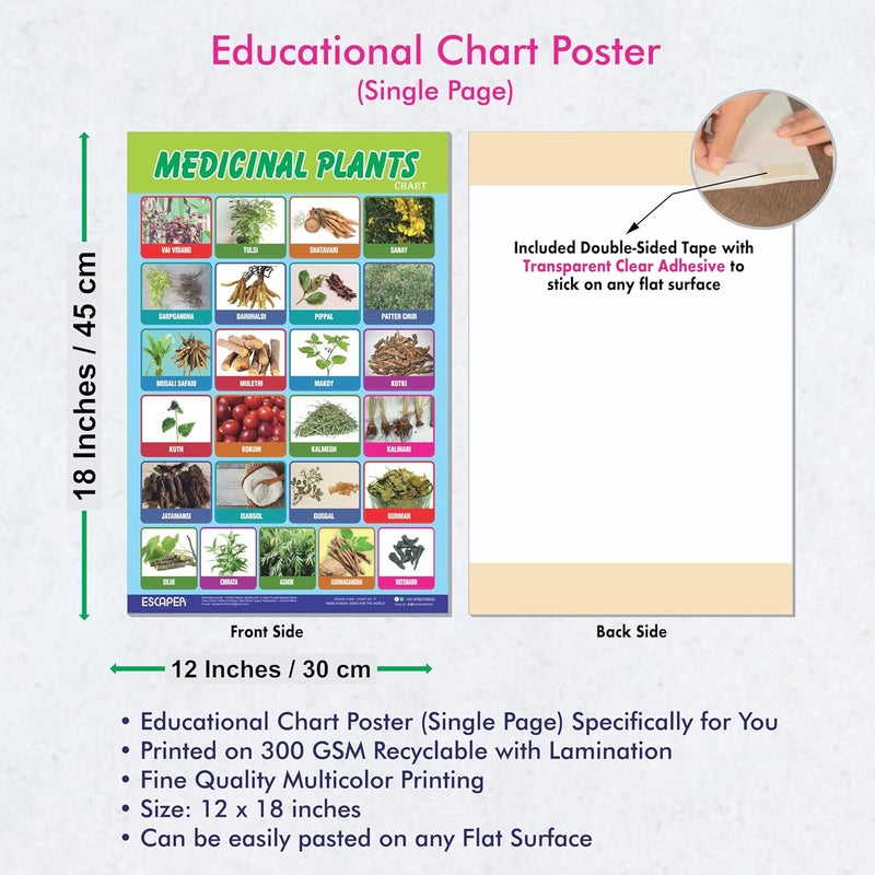 ESCAPER Medicinal Plants Educational Charts for Kids, Charts for Kids Learning (11.5 x 17.5 inches), Kids Study Material, Kids Learning Books, Educational Posters - Image 3
