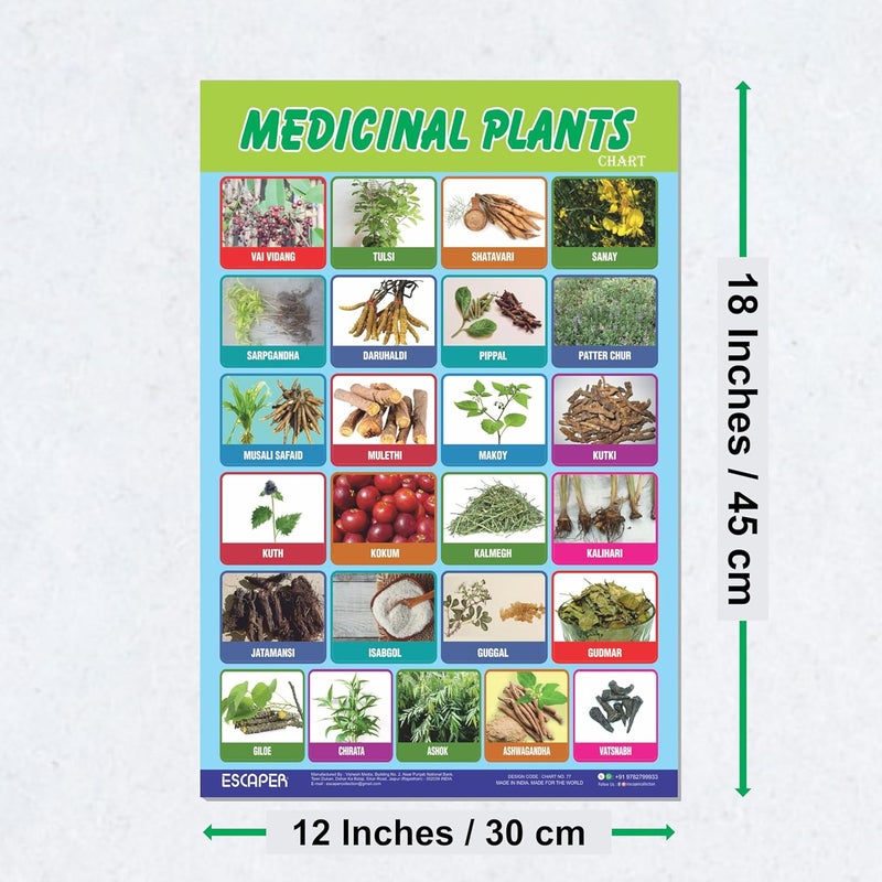 ESCAPER Medicinal Plants Educational Charts for Kids, Charts for Kids Learning (11.5 x 17.5 inches), Kids Study Material, Kids Learning Books, Educational Posters - Image 2